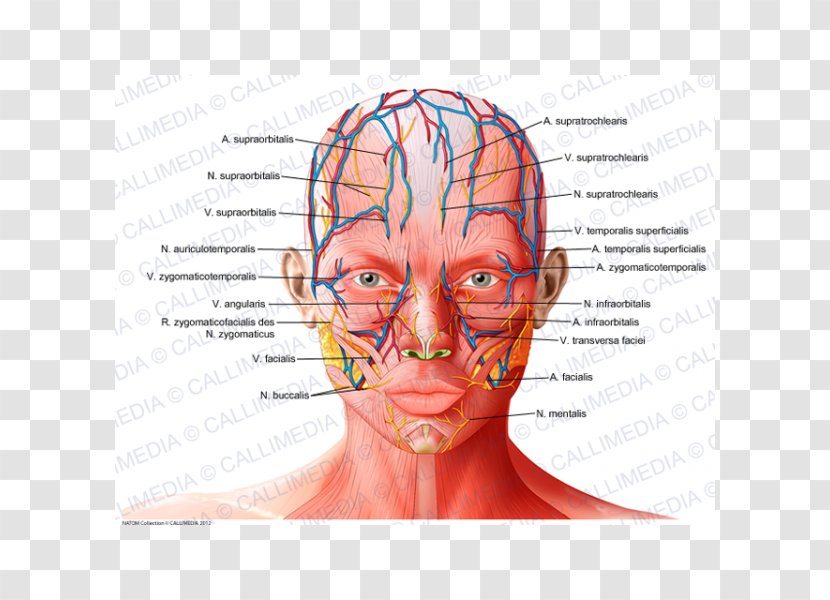 Forehead Anatomy Supratrochlear Artery Supraorbital Physiology - Heart - Ear Transparent PNG