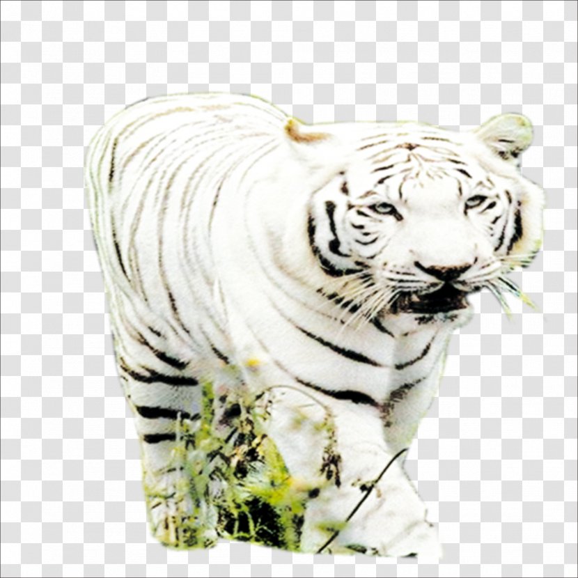 Tiger Big Cat Wildlife Terrestrial Animal - Mammal Transparent PNG
