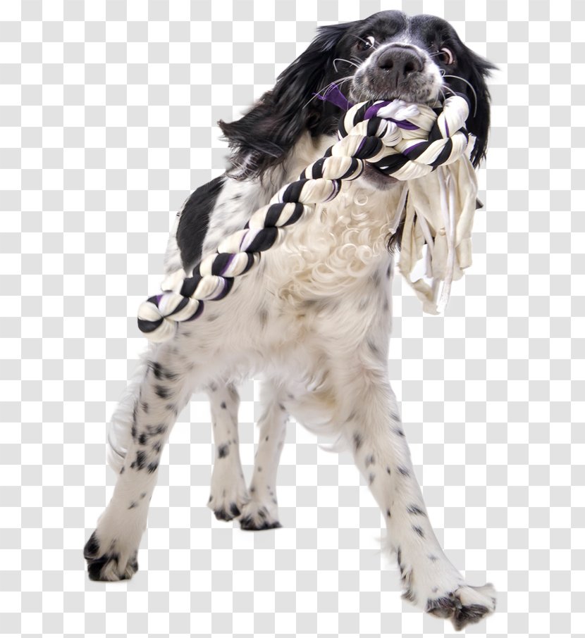 Dog Stock Photography Getty Images - Play Firecracker Puppy Transparent PNG
