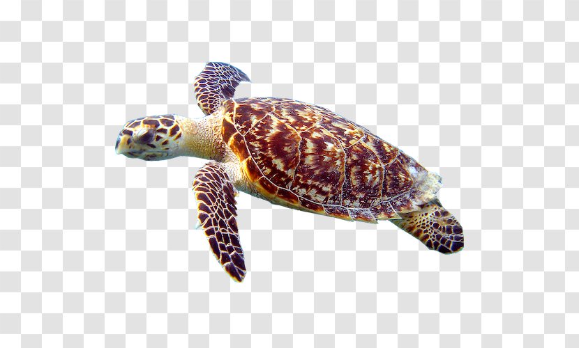 Loggerhead Sea Turtle Cheloniidae Hawksbill Box Turtles Transparent PNG