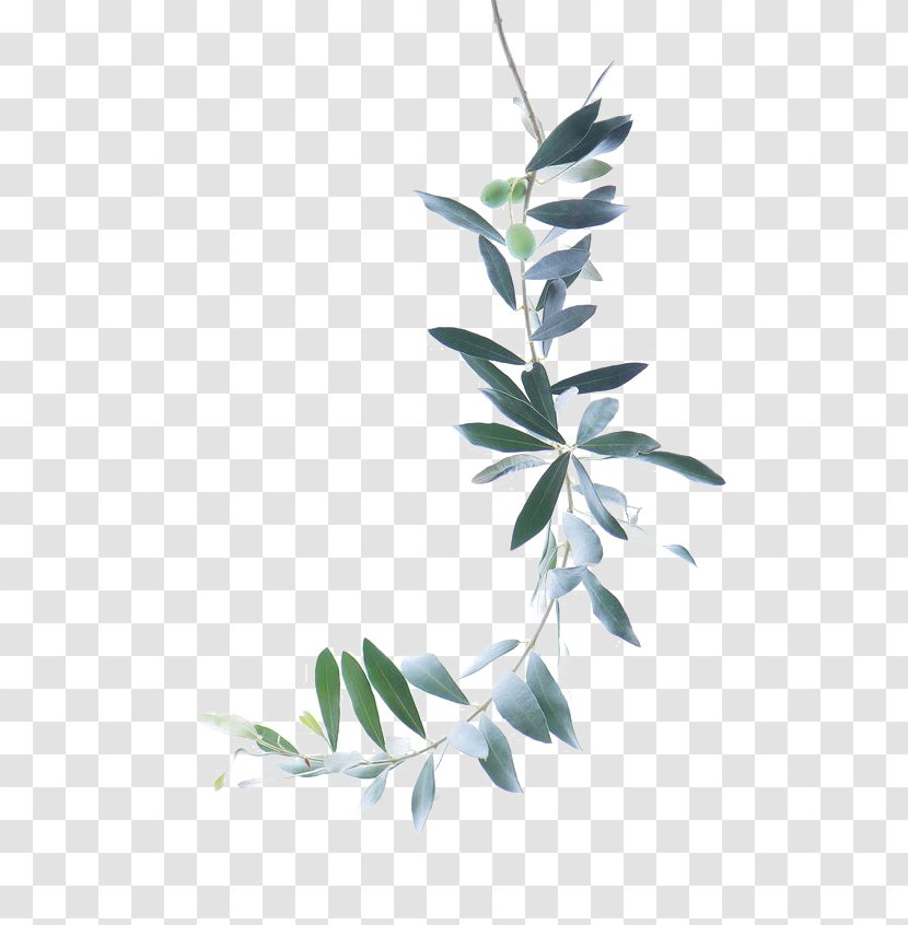 Watercolor Painting Olive Branch - Leaf - Green Leaves Transparent PNG