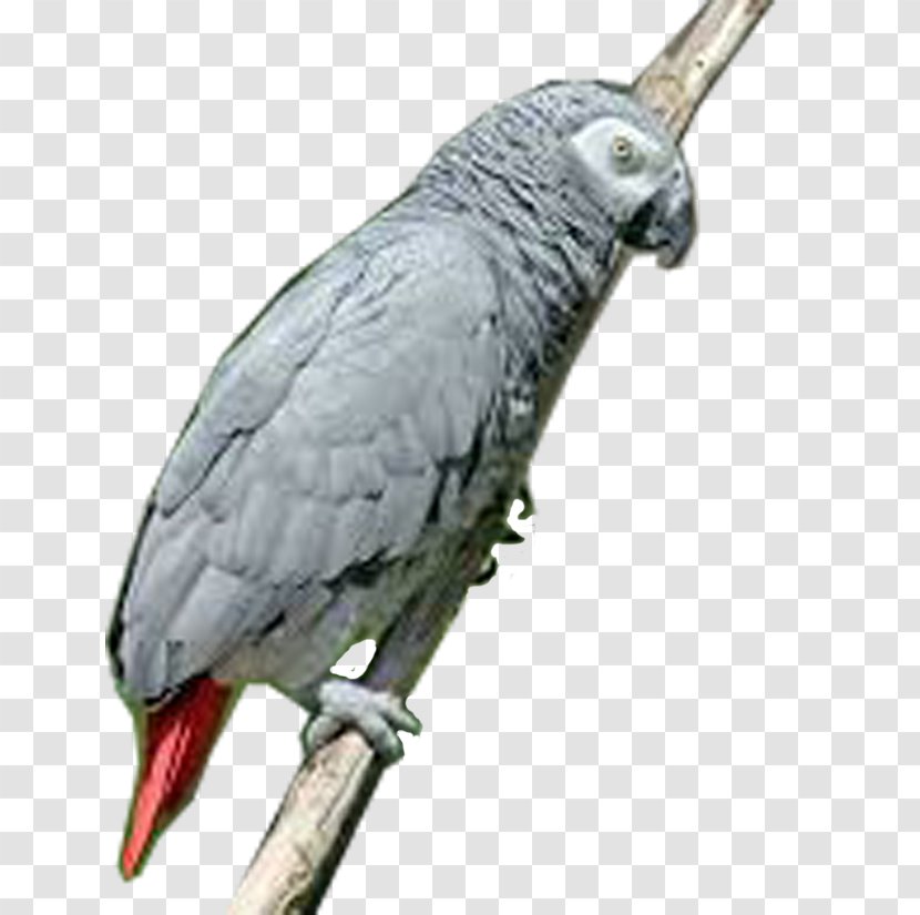 Greater Vasa Parrot Bird Grey - Wing Transparent PNG