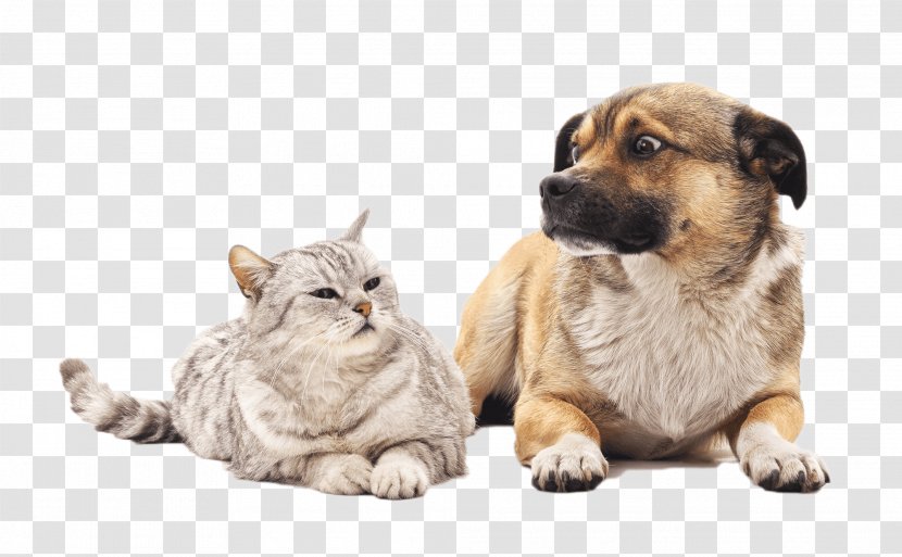 Dog And Cat - Small To Mediumsized Cats Fawn Transparent PNG