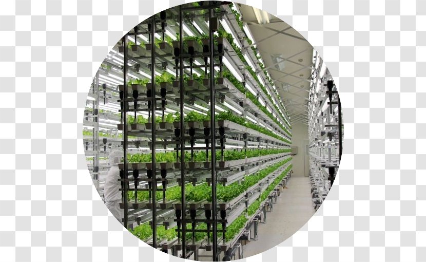 Hydroponics Grow Light Vertical Farming Greenhouse Agriculture - Kitchen Garden - Plant Sprout Transparent PNG