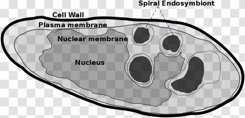 Parakaryon Myojinensis Wikimedia Foundation Commons Endosymbiont Cell - Watercolor - Cartoon Transparent PNG