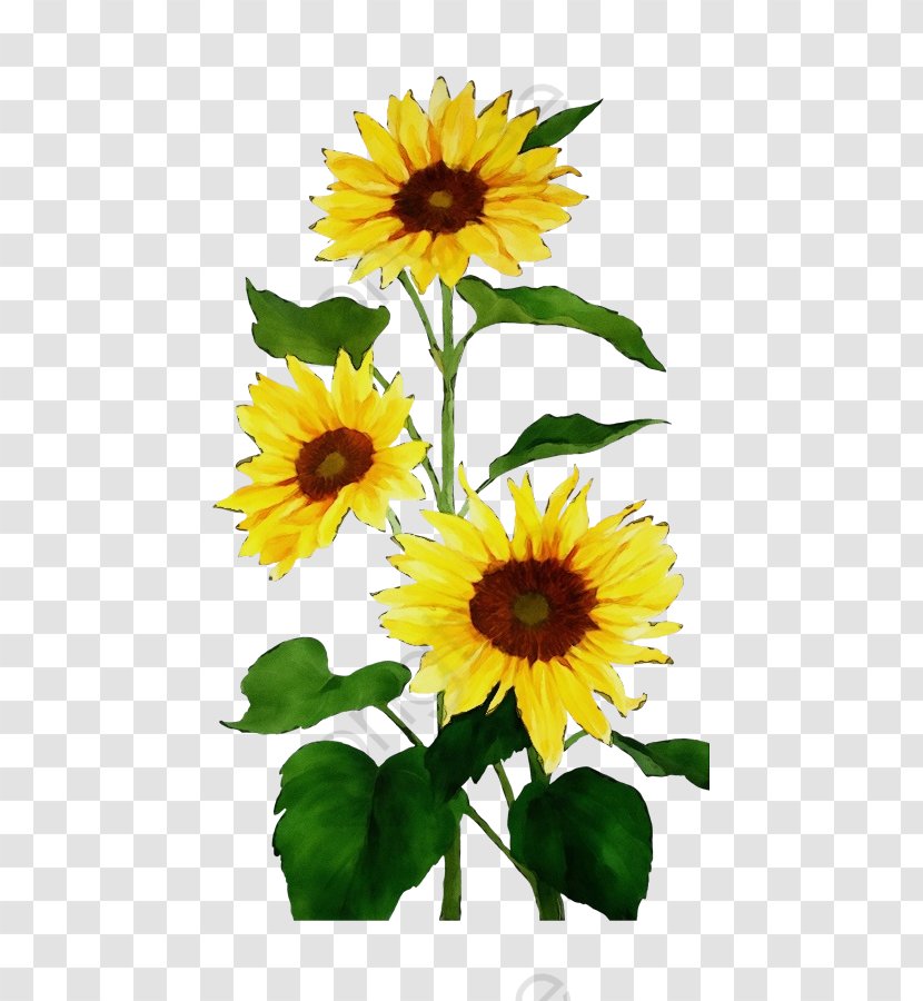 Sunflower - Petal - Daisy Family Plant Transparent PNG