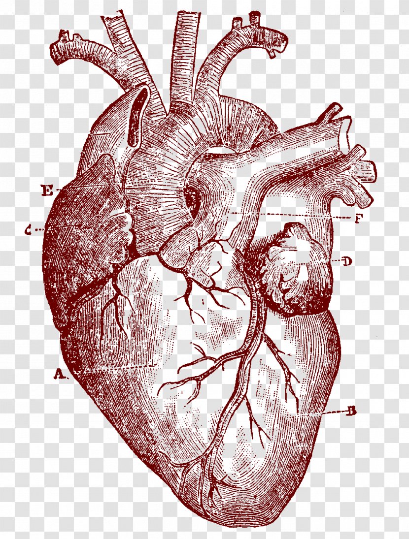 Heart Human Anatomy Body Clip Art - Silhouette Transparent PNG