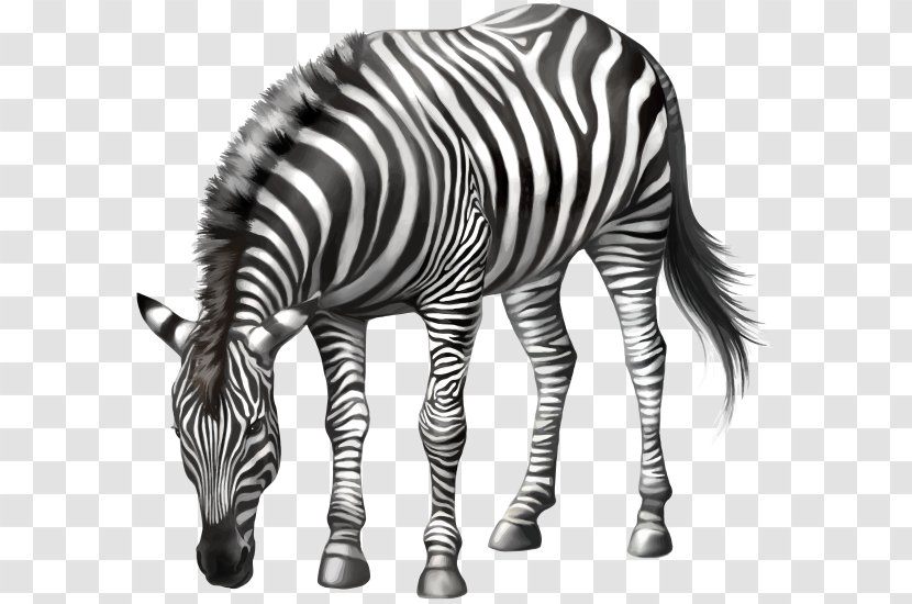 Horse Zebra Stock Photography - Organism Transparent PNG