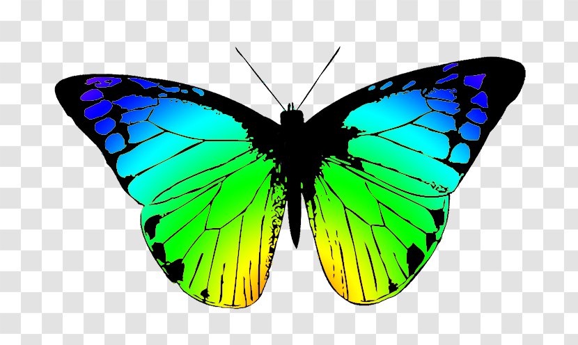 Butterfly Free Content Download Clip Art - Royaltyfree - Greenish Cliparts Transparent PNG