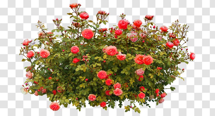 Shrub Rose Clip Art - Rosa Centifolia Transparent PNG