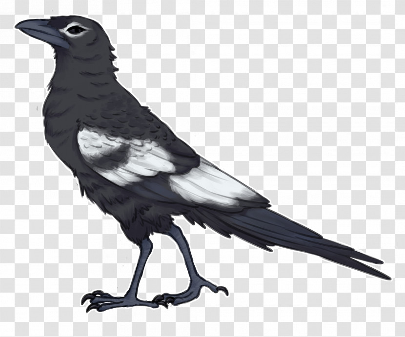Bird Beak Crow Raven Raven Transparent PNG