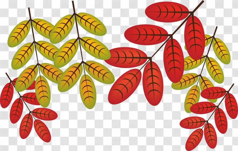 Autumn Leaves Leaf Deciduous - Food - Red Transparent PNG