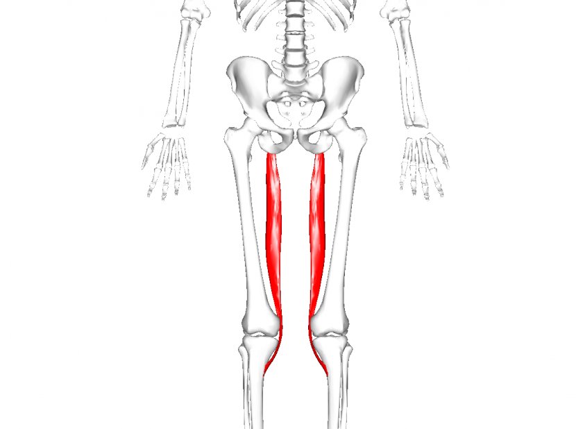 Adductor Longus Muscle Magnus Muscles Of The Hip Brevis Hiatus - Tree Transparent PNG