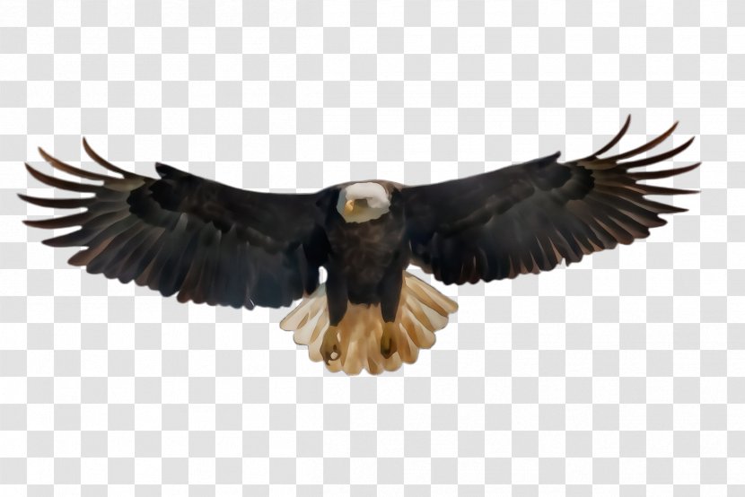 Flying Bird Background - Of Prey - Feather Sea Eagle Transparent PNG