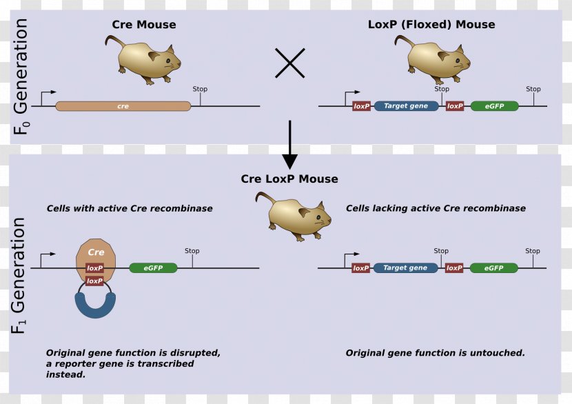 Cre-Lox Recombination Cre Recombinase Gene Knockout Genetic - Chromosomal Inversion - Experiment Transparent PNG