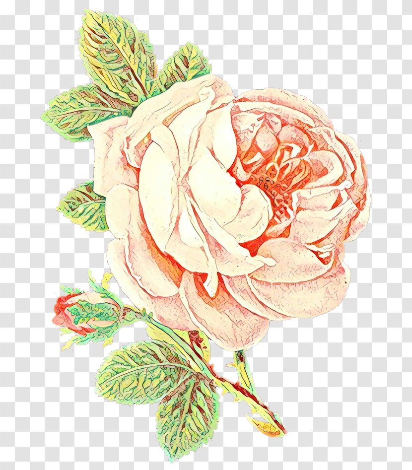 Garden Roses - Rose Family Transparent PNG