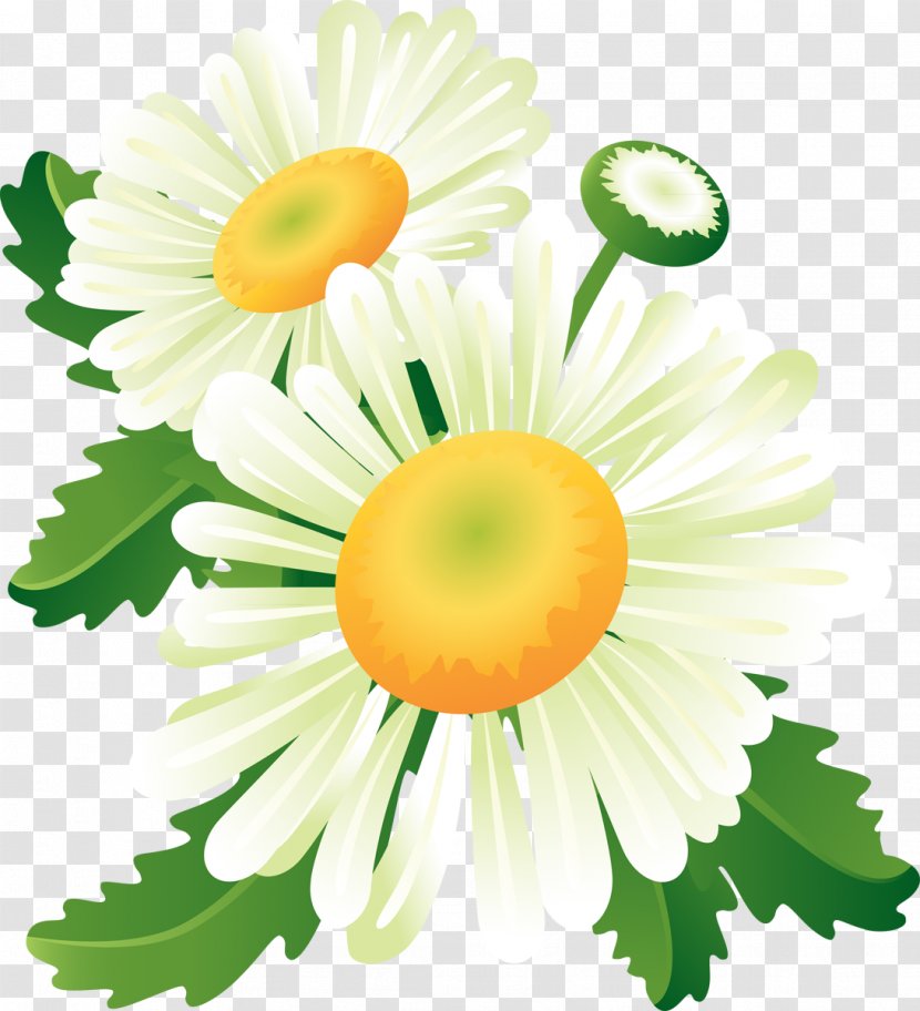 Flower Clip Art - Petal - Camomile Transparent PNG