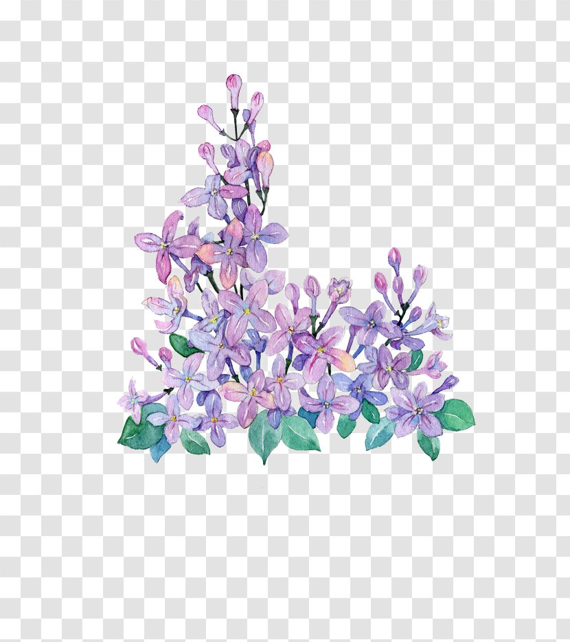 Lilac Violet - Eight Principles - Hand-painted Purple Transparent PNG