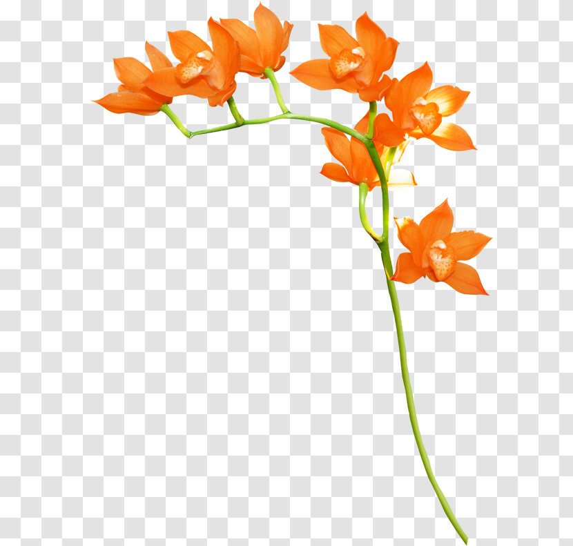 Orange Floral Design Flower Clip Art - Picture Frames Transparent PNG