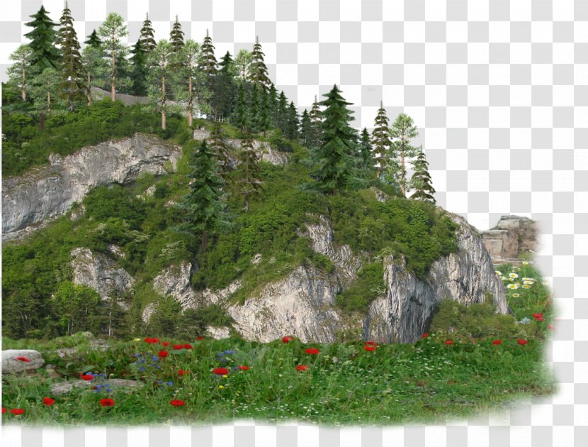 Family Tree Background - Hill Station - State Park Klippe Transparent PNG