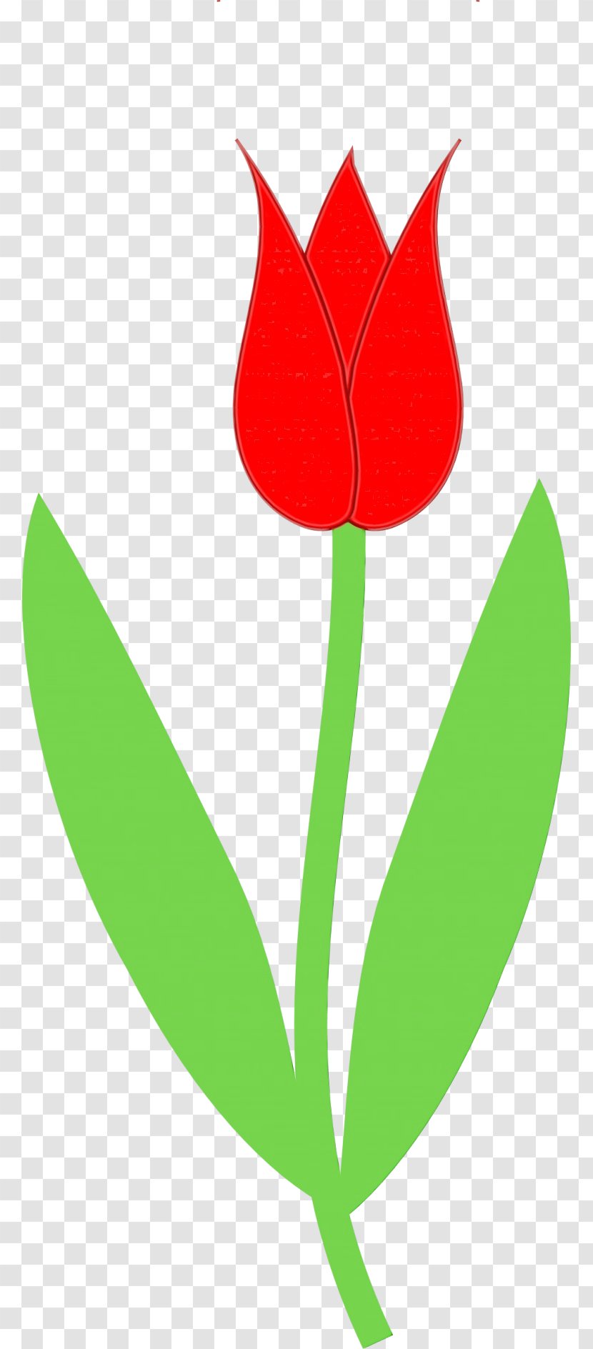 Watercolor Flower Background - Botany - Anthurium Games Transparent PNG