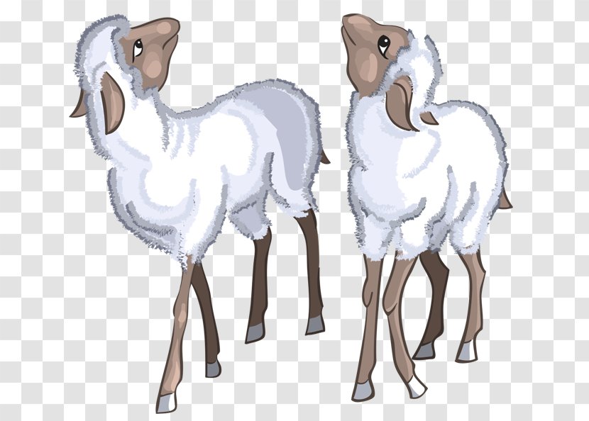Sheep–goat Hybrid Argali Clip Art - Sheep Transparent PNG