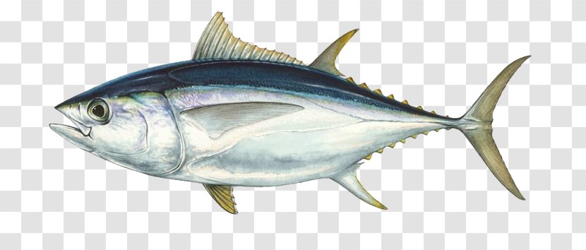 Bigeye Tuna Southern Bluefin Pacific Albacore Atlantic - Bonito - Fish Transparent PNG