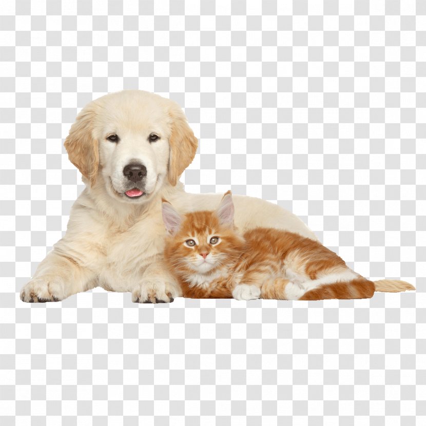 Cat Veterinarian Royal Canin Golden Retriever Great Dane - Tail Transparent PNG