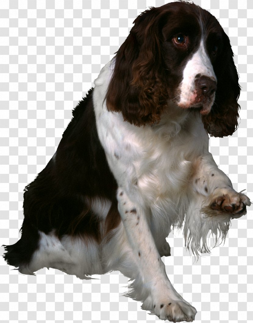 English Springer Spaniel Welsh Drentse Patrijshond Field - Dog Breed Group Transparent PNG