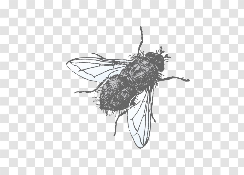 Euclidean Vector Muscidae Illustration - Insect - Flies Transparent PNG