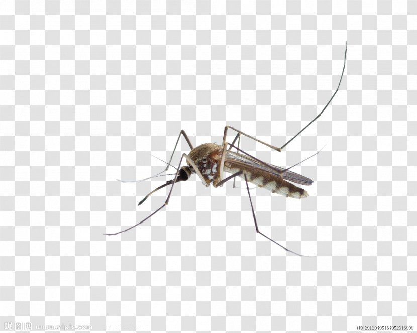 Mosquito Insect Membrane - Arthropod - Transparent Mosquitoes Transparent PNG
