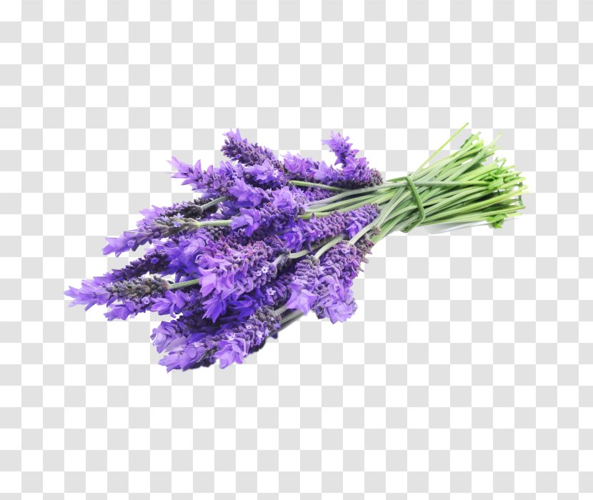 English Lavender Oil Essential Flower - Violet - Label Transparent PNG