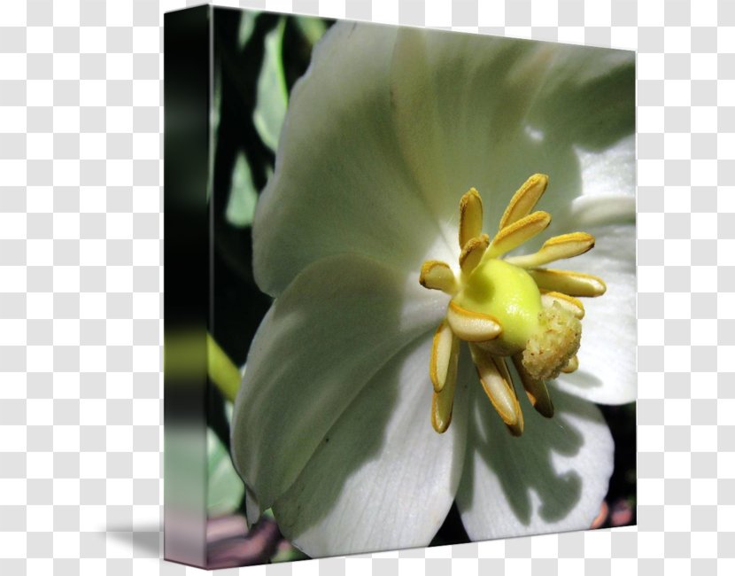 Flowering Plant Wildflower - Petal - Apple Flowers Transparent PNG