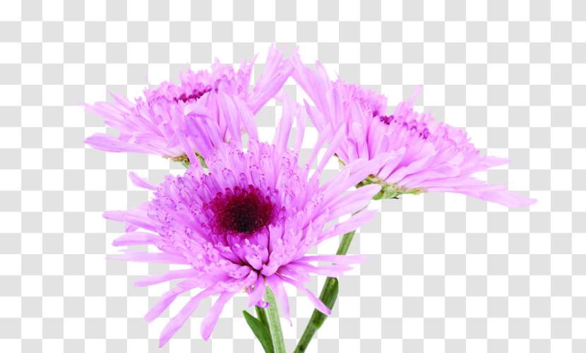 Purple Pink Chrysanthemum Violet Color - Flower - Life Transparent PNG