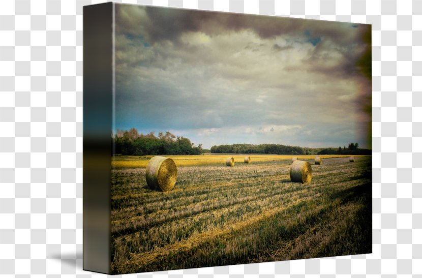 Hay Prairie Ecoregion Harvest Farm - Straw - Bale Transparent PNG