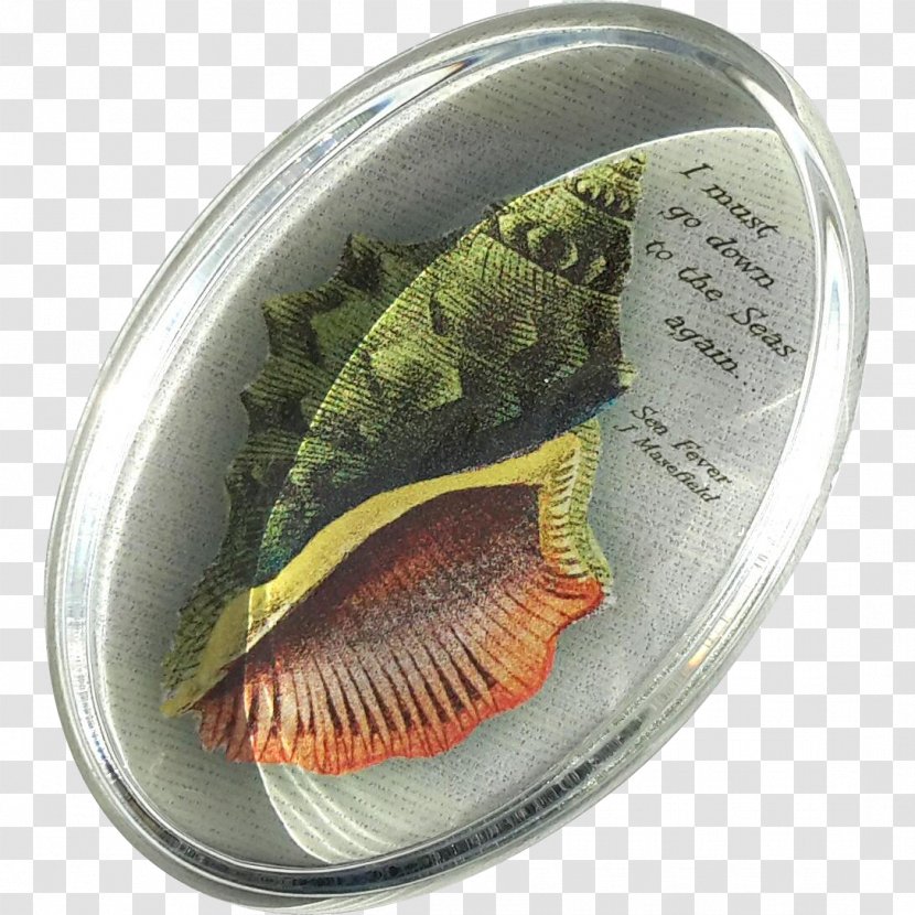 Fish - Fauna Transparent PNG