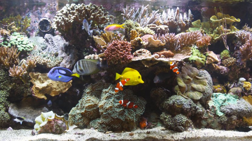 Blu-ray Disc Reef Aquarium Coral Transparent PNG
