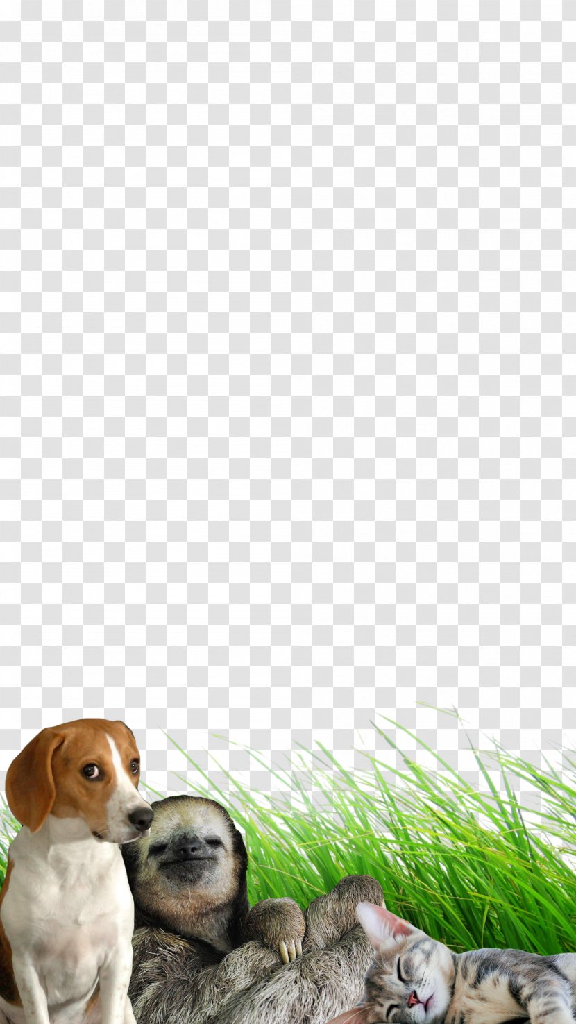 Dog Breed Puppy Stop Bullying / Venciendo El Companion Transparent PNG
