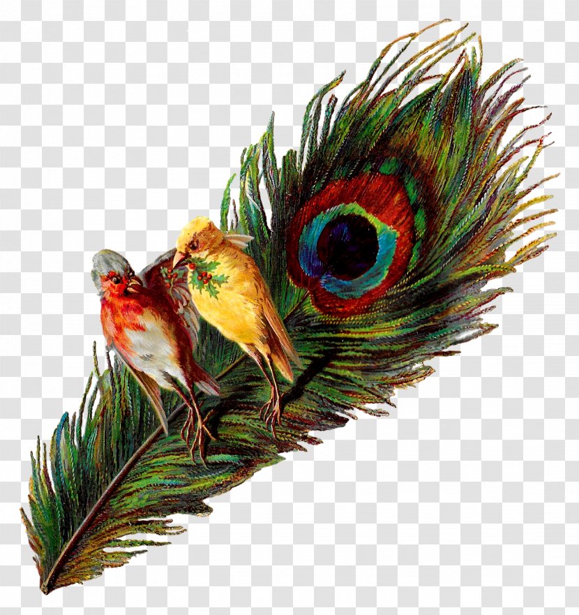 Bird Feather Peafowl Clip Art - Fauna Transparent PNG