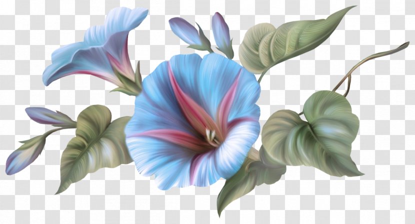 Flower Hawaiian Hibiscus Plant Petal Flowering - Morning Glory Family Transparent PNG