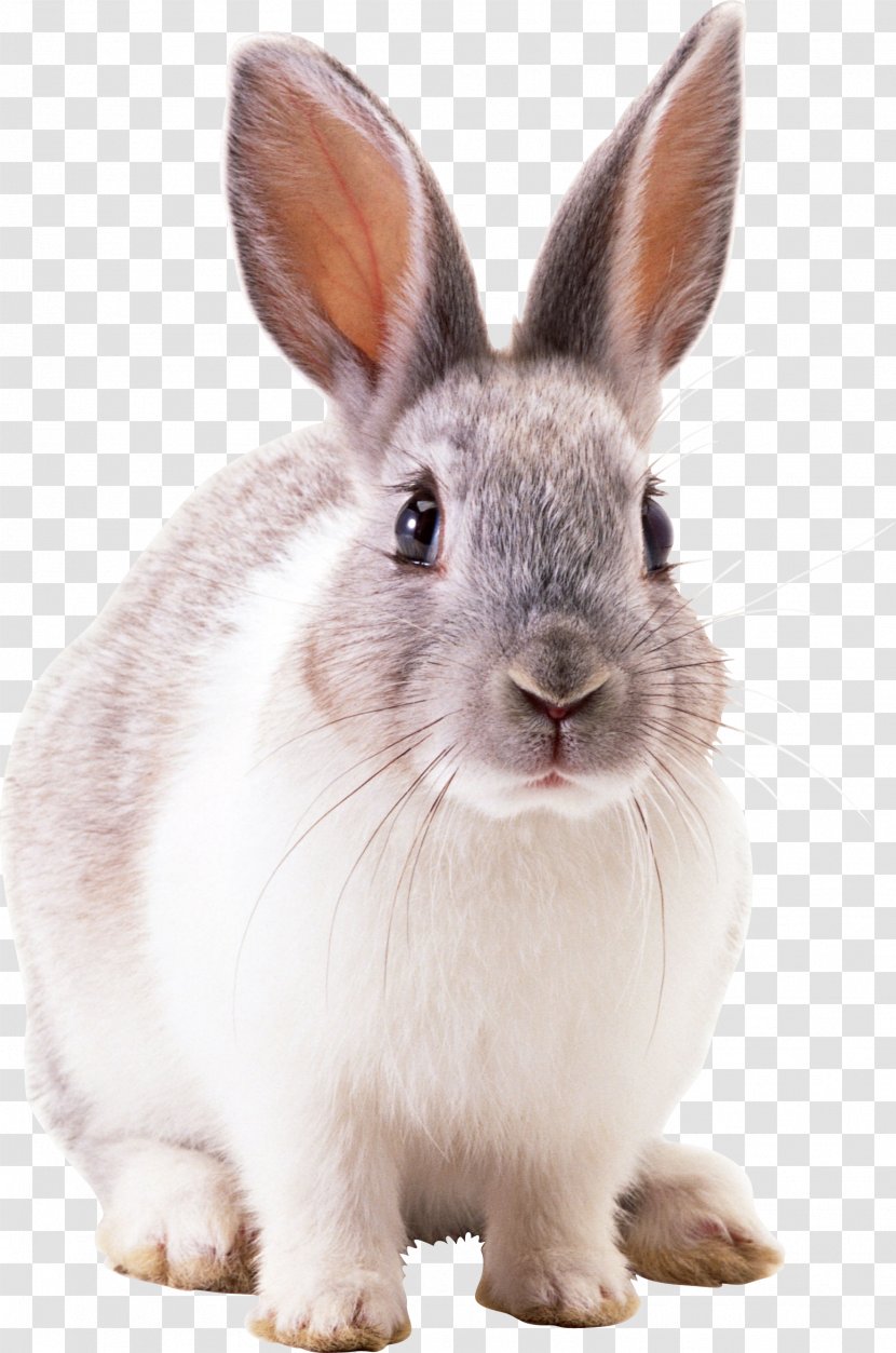 White Rabbit - Domestic - Image Transparent PNG