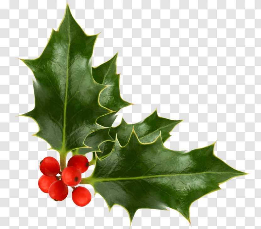 Holly - Grape Leaves - Hollyleaf Cherry Plane Transparent PNG