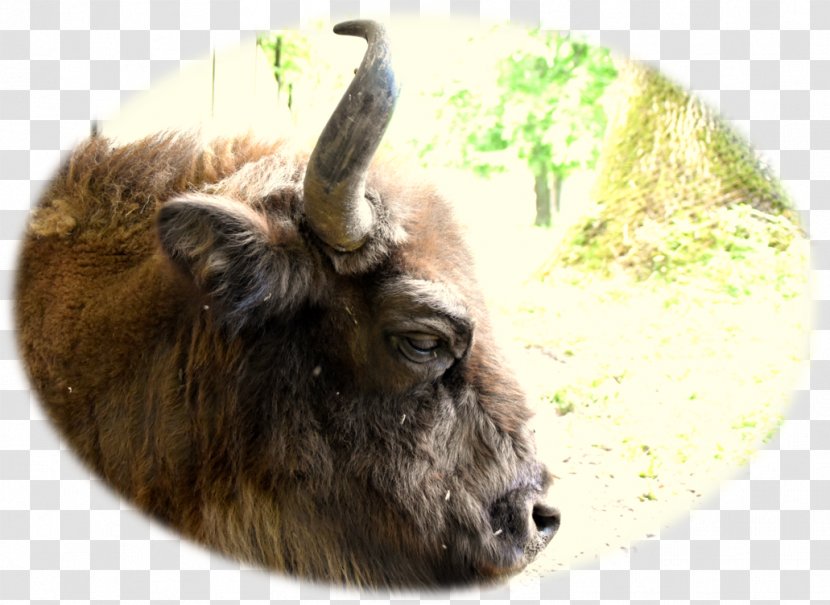Cattle Goat Wildlife Terrestrial Animal Snout Transparent PNG