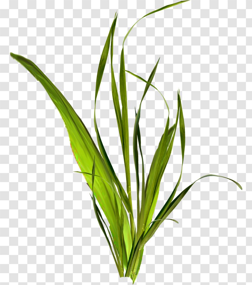 Herbaceous Plant Clip Art - Grass - Elegant Little Ray Of Good Hastily Transparent PNG