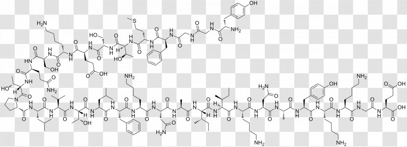 Endorphins Beta-Endorphin Neuropeptide Hormone Neurotransmitter Transparent PNG