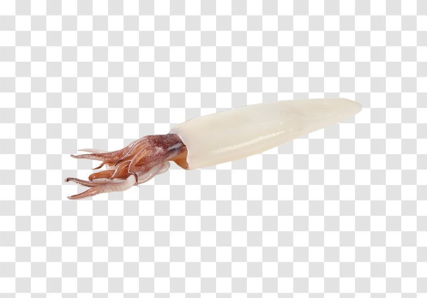 Squid - Seafood - Invertebrate Transparent PNG