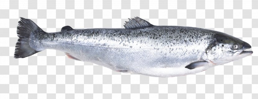 Atlantic Salmon Fish Express Trade Salmonids - Animal Figure - Smoothies Transparent PNG