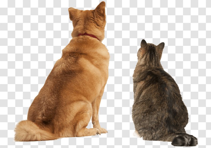 Dog–cat Relationship Persian Cat Ragdoll Pet Sitting - Fur - Dog Transparent PNG