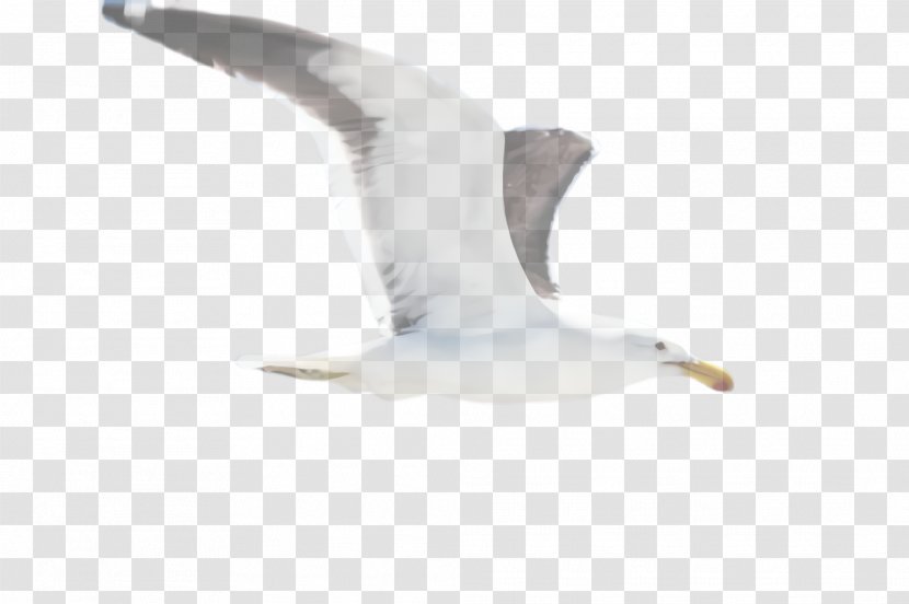 White Gull Bird European Herring Great Black-backed - Water Wing Transparent PNG