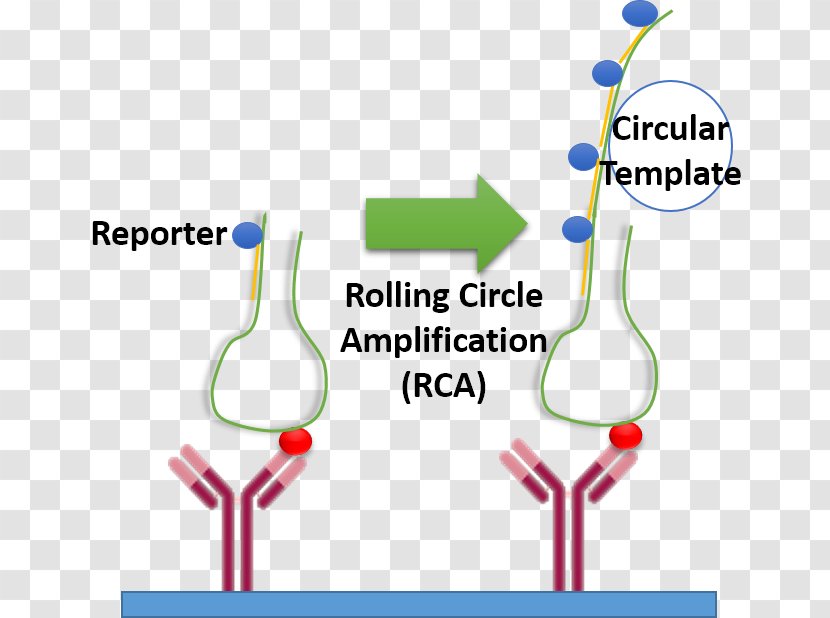 Rolling Circle Replication Amplifikacija Aptamer DNA - Rna Virus - Dna Transparent PNG